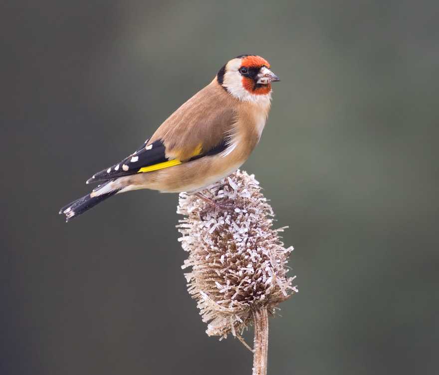 Goldfinch 3 